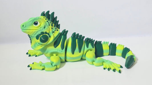 Green iguana