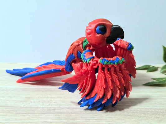 Red Macaw