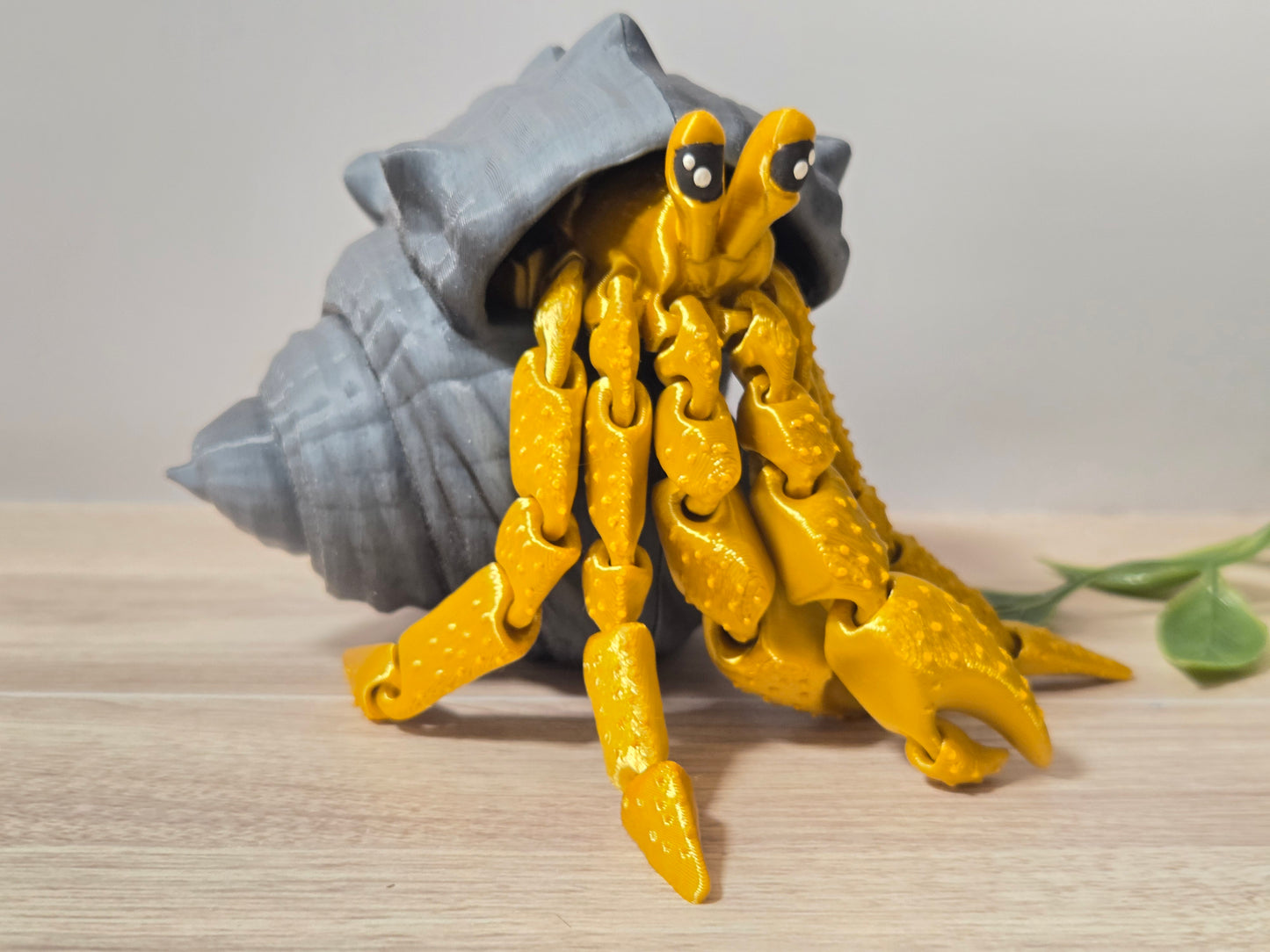 Gold hermit crab