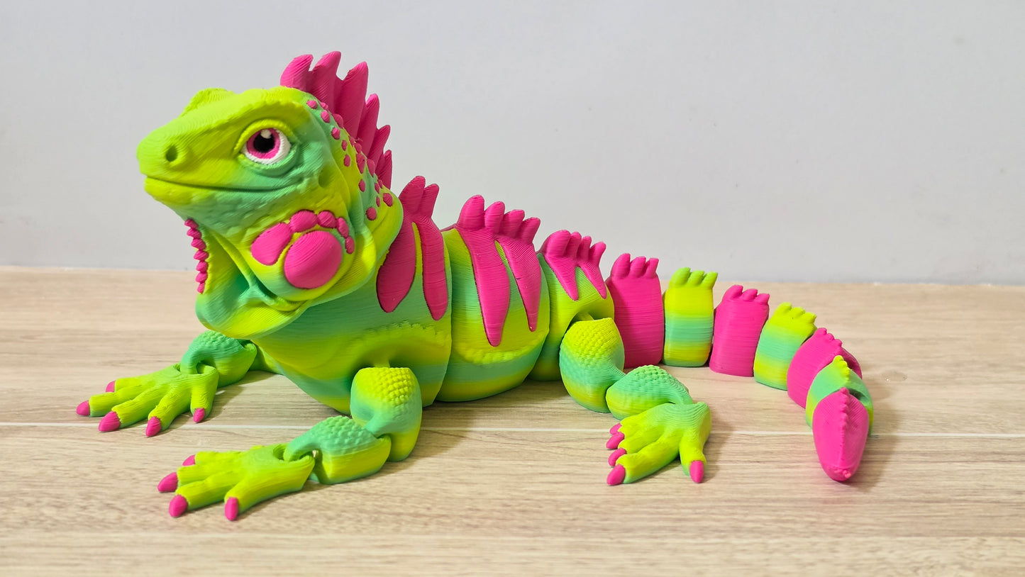 Green iguana