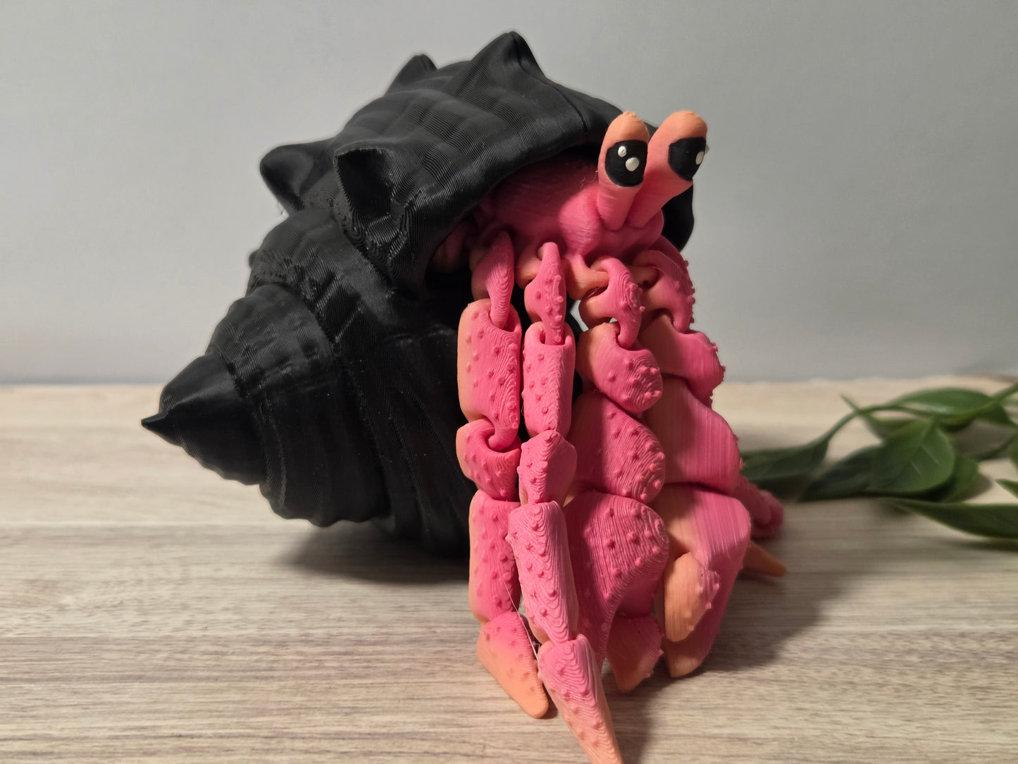 Black pink hermit crab