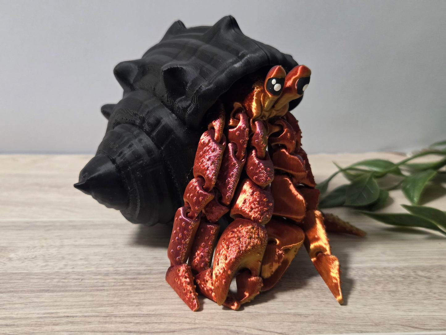 Black red hermit crab